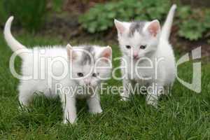 Two white kittens