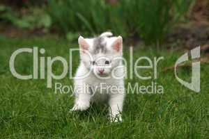 Little white kitten