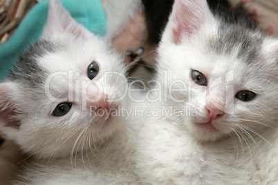 Two little kittens