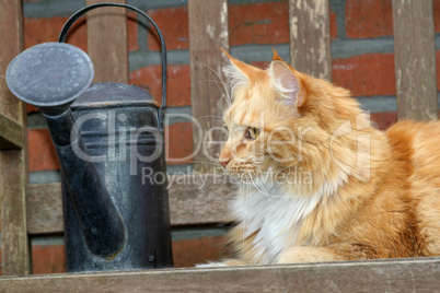 Beautiful red cat outdoors in the garden