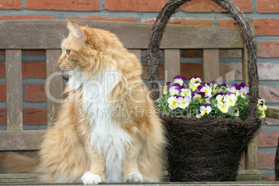 Cat and flowerbasket