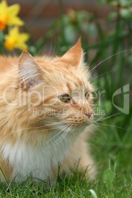Longhaired cat