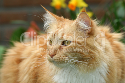 Beautiful red cat sitting outdoors watching