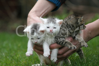 Hand full of cats