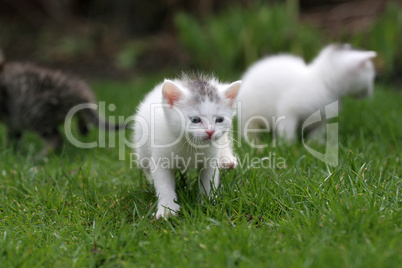 Little adventurers