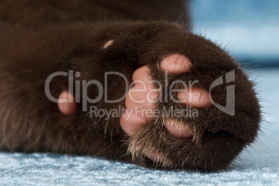 Closeup of a cat foot