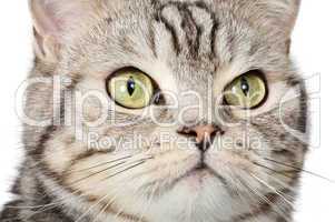Closeup cat portrait