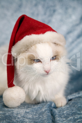 Santa kitten