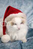 Santa kitten