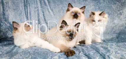 Ragdoll kittens