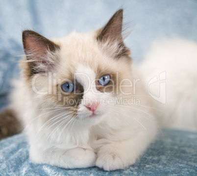 Ragdoll kitten