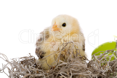 Adorable chicken