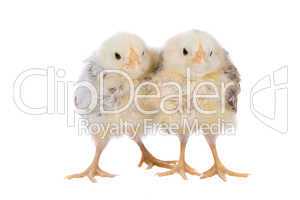 Two cute chicks
