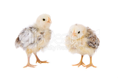 Young chickens