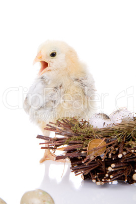 Screaming baby chicken