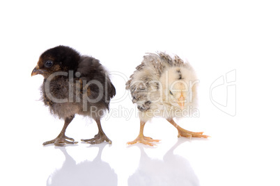 Young chicks