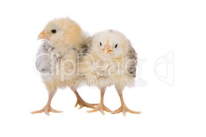 Two weeks old chicks