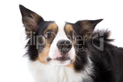 Sheepdog looking up