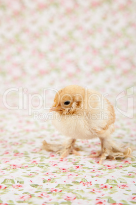 Cute little baby chicken