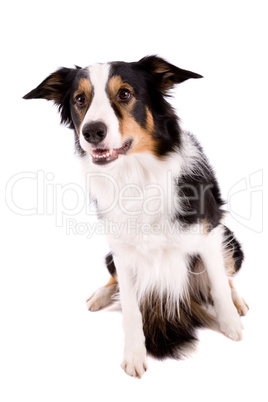 Curious sheepdog