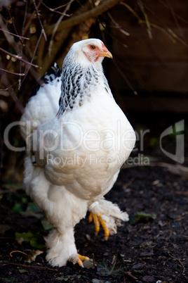 Brahma hen