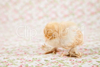Cute little baby chicken