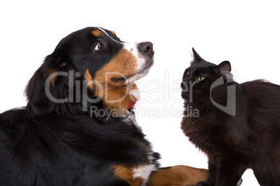 As cats and dogs