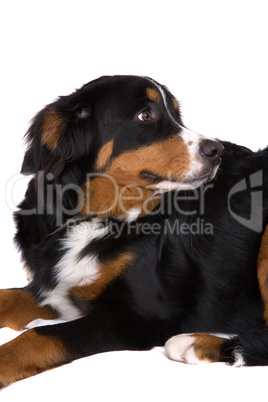 Bernese Mountain Dog