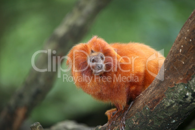 Small Golden Lion tamarin monkey