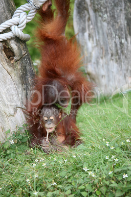 Two baby orang utans