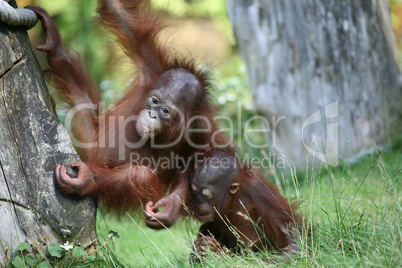 Playful young monkeys