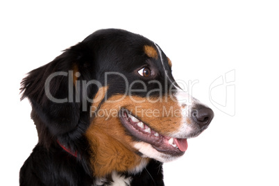 Bernese Mountain Dog