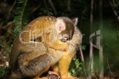 Hiding with mom