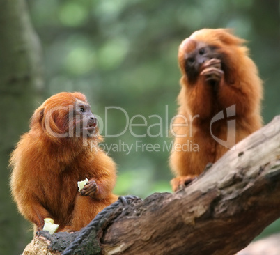 Golden Lion Tamarin