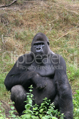 Impressive gorilla
