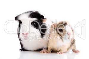 Family guinea pigs
