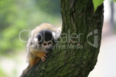 Curious squirrelmonkey