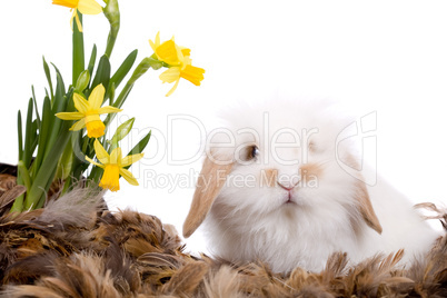 Cute little white bunny