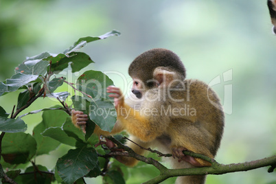 Two baby squirrelmonkey out on adventure