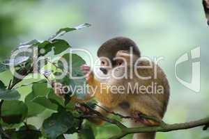 Two baby squirrelmonkey out on adventure