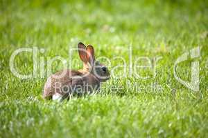 Small rabbit