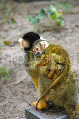 Baby squirrel monkey holding on to mum