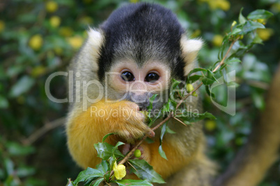 Squirrelmonkey