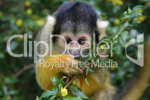 Squirrelmonkey