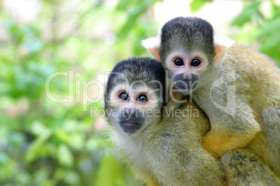 Family squirrelmonkey