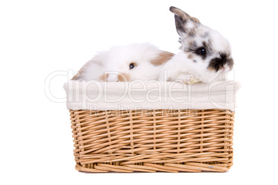 Bunnies in a basket