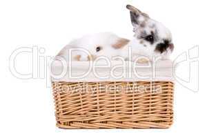 Bunnies in a basket