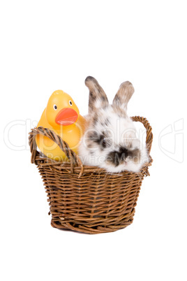 Bunny in a basket