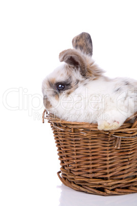 Bunny in basket