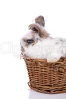 Bunny in basket